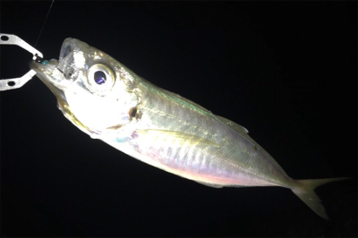 ガッツリのウェーディングのはずが…