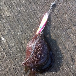 釣れたんだけどもね（苦笑）