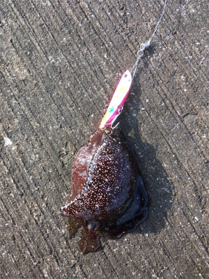 釣れたんだけどもね（苦笑）