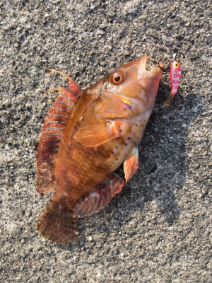 夕まづめライトゲーム