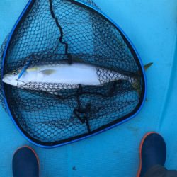 スロージギング