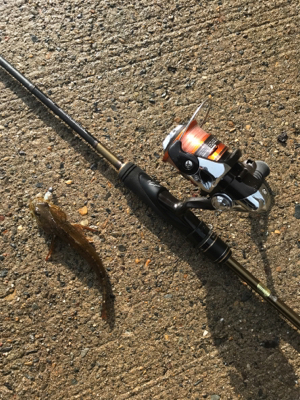 2018初フィッシュ