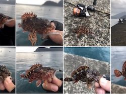 子ガッシー祭り