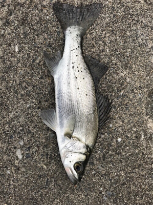 小魚