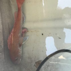 タイラバ  良型