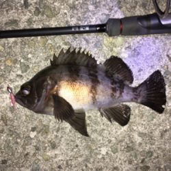 明石周辺メバリング