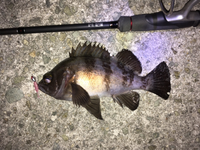 明石周辺メバリング