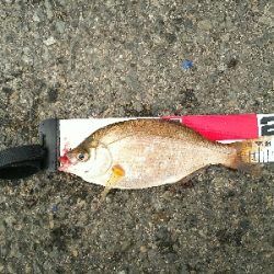 久しぶりに本命ゲット