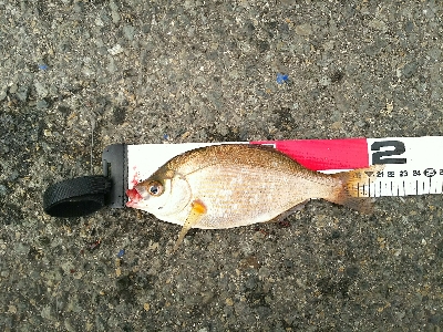 久しぶりに本命ゲット