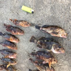 朝まずめメバリング☆