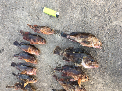 朝まずめメバリング☆