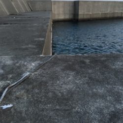 夕方メバルリング