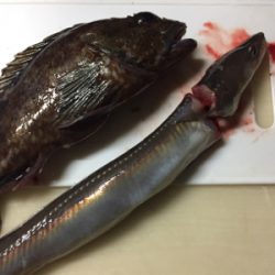 メバリングは沈黙。良型ガシラ大量！！