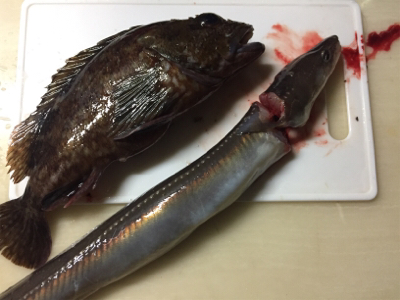 メバリングは沈黙。良型ガシラ大量！！