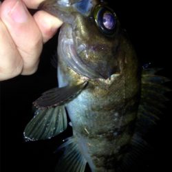 休憩メバリング