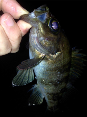 休憩メバリング