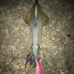 伊根〜宮津まで極寒ヤリイカランガンエギング