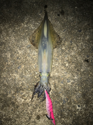 伊根〜宮津まで極寒ヤリイカランガンエギング