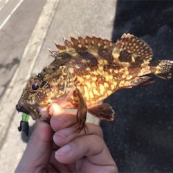 サイトガシリング♪