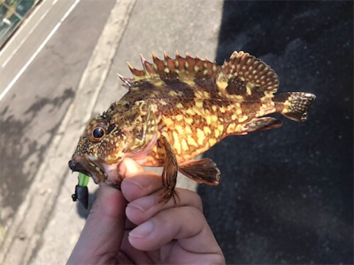 サイトガシリング♪