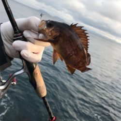 デイアジメバ‼︎(釣行 其の八)