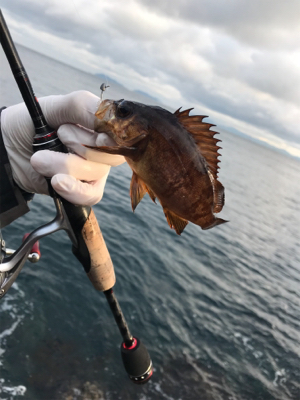 デイアジメバ‼︎(釣行 其の八)