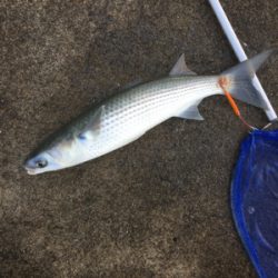 まさかのボラ！