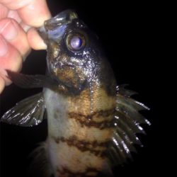 休憩メバリング