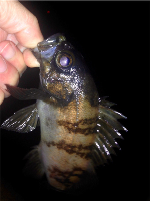 休憩メバリング