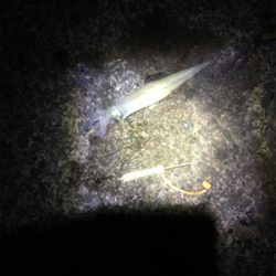 ヤリイカ釣行