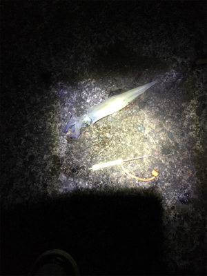 ヤリイカ釣行