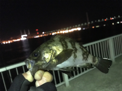 ふれーゆでメバリング