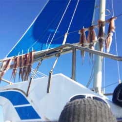 横須賀長井、光三丸からヤリイカ・スルメイカ