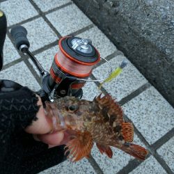 気温低下でややシブ目…プリンス裏のメバリング