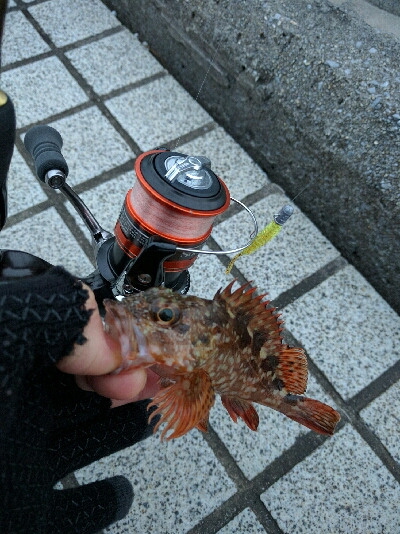 気温低下でややシブ目…プリンス裏のメバリング