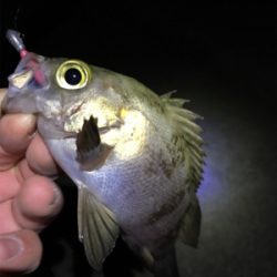 大寒波でもメバリング