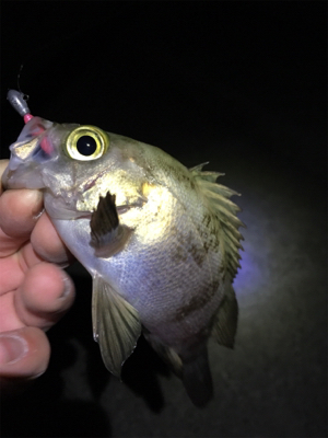 大寒波でもメバリング