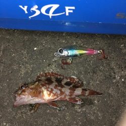 メバル狙いが！！