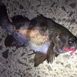 良型メバル好調