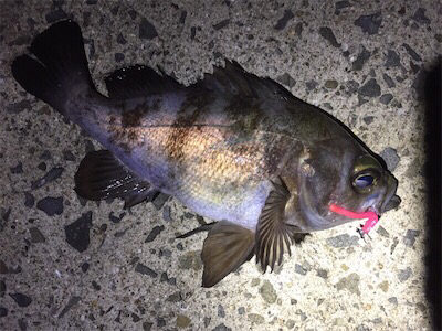 良型メバル好調