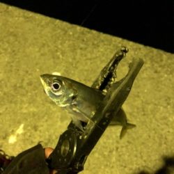 久しぶりのアジ！