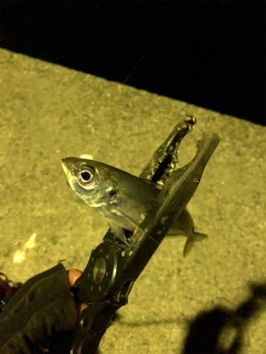 久しぶりのアジ！