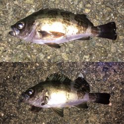 フロートリグでメバリング