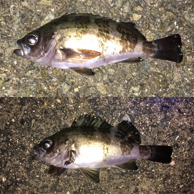 フロートリグでメバリング