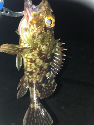 垂水漁港でガシリング