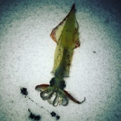 伊根から宮津までスノーランガンエギング