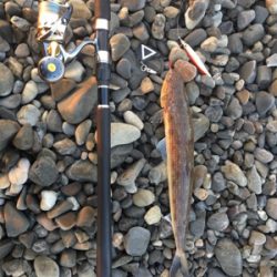 魚が釣れました