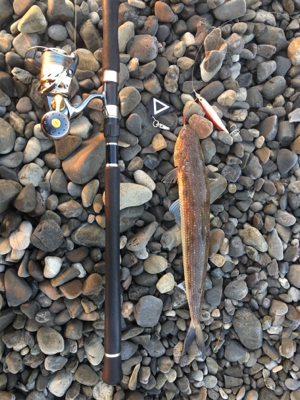 魚が釣れました