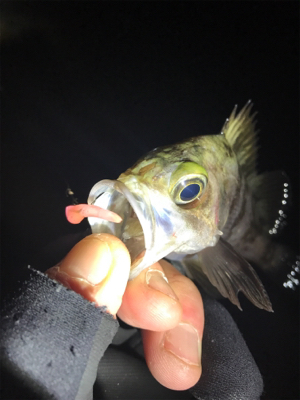 泉南メバリング