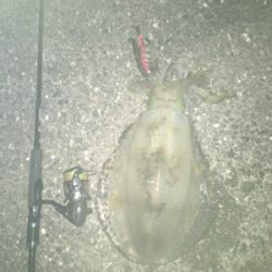 好条件の中今年の初イカを求めて